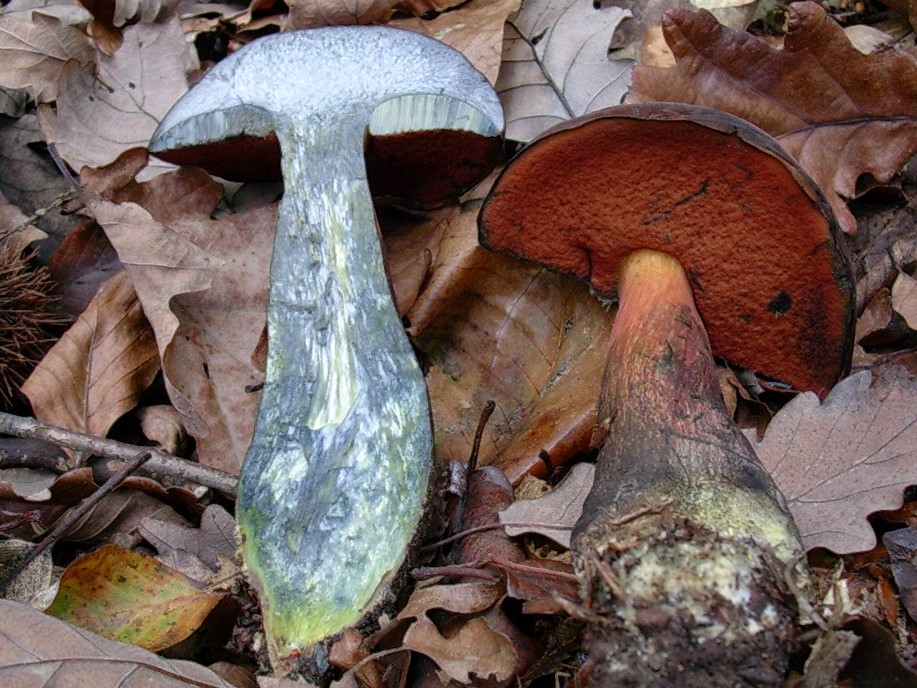 486 Novembre vecchio ritrovamento